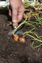 Man digging harvesting shallots, Red Sun variety, from a raised vegetable patch garden. Royalty Free Stock Photo