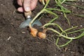 Man digging harvesting shallots, Red Sun variety, from a raised vegetable patch garden. Royalty Free Stock Photo