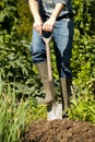 Man digging in vegetable garden Royalty Free Stock Photo