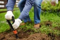 Man diging holes a shovel for planting juniper plants in the yard or garden. Landscape design