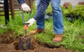 Man diging holes a shovel for planting juniper plants in the yard or garden. Landscape design