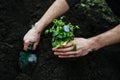 Man digs a garden shovel hole in the ground to plant a flower