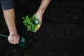 Man digs a garden shovel hole in the ground to plant a flower 2