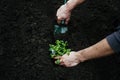 Man digs a garden shovel hole in the ground to plant a flower 4