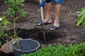 Man digs hole under rose bush with shovel Royalty Free Stock Photo