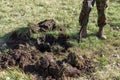 Man digs a planting hole for a tree planting, a soil heap on the lawn, nature. Royalty Free Stock Photo