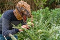 Man with dinosaur animal head mask eating artichokes in vegetables garden
