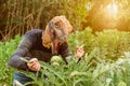 Man with dinosaur animal head mask eating artichokes in vegetables garden at sunset