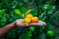 A man displaying on his hand tangerine and citrus fruits. Ripe and unripe citrus fruits