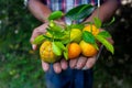 A man displaying on his hand tangerine and citrus fruits. Ripe and unripe citrus fruits