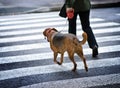 Man with a dog Royalty Free Stock Photo