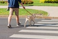 Man and dog crossing road at the pedestrian crossing Royalty Free Stock Photo