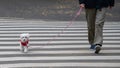 Man with a dog crossing the street, Dog walker crossing a street Royalty Free Stock Photo