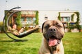 Man with dog on the garden Royalty Free Stock Photo