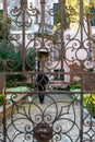 Man with Dog going for a walk, view through an Iron Gate, Venice Royalty Free Stock Photo