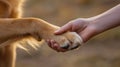 man and dog handshake with hand and paw, trust and friendship of human and animal Royalty Free Stock Photo