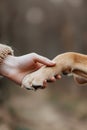 man and dog handshake with hand and paw, trust and friendship of human and animal Royalty Free Stock Photo