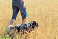 A man with a dog runs through the oat field Royalty Free Stock Photo