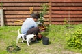 Man with dog plants a cherry in garden Royalty Free Stock Photo