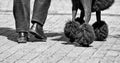 Man and dog waling in the street, body part of man and dog walking in the street, black dog and mans leg, black and white photo