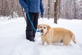 A man with a dog walks in a snowy winter forest Royalty Free Stock Photo