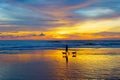 Man with dogs on beach Royalty Free Stock Photo