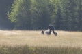 man and dogs mushing bike in green summer field Royalty Free Stock Photo