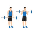 Man doing Barbell curls exercise. Standing bicep curl.Arm workout.