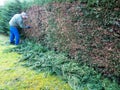 Gardening work cutting living fence of cypress Leylandia