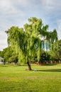 Man Doing Yoga Under A Leaning Weeping Willow Tree in Baker Park - Frederick, Maryland