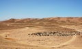 Man on a donkey and flock of sheep between Chaghcharan and the Minaret of Jam in Afghanistan Royalty Free Stock Photo