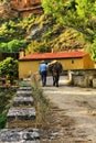 Man and donkey in rural landscape