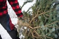 Christmas tree cutting Royalty Free Stock Photo