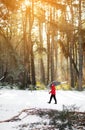 A man drags a felled tree for Christmas and New Year. He goes to the car through the winter forest. Image with selective