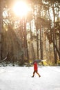 A man drags a felled tree for Christmas and New Year. He goes to the car through the winter forest. Image with selective