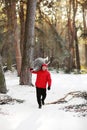 A man drags a felled tree for Christmas and New Year. He goes to the car through the winter forest. Image with selective