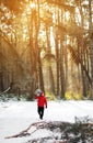 A man drags a felled tree for Christmas and New Year. He goes to the car through the winter forest. Image with selective