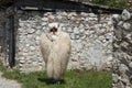 Man dressed as a sheep Royalty Free Stock Photo