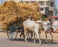 Man drives ox cart with massive load of dried corn stalks for animal feed Royalty Free Stock Photo