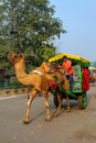 Man driving camel cart for tourists in Taj Ganj neighborhood of