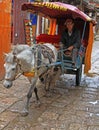 Man is driving horse-drawn vehicle in Lijiang