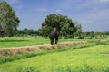 A Man With Elephant