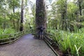 Man embracing a large Kauri tree in the native forest of New Zealand