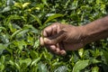Man employee of tea company hold tea sprout against background of plantation field. Selects the best kind of tea for