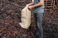 man emptying a bag of ripe carob beans