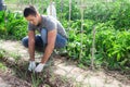 Man engaged in growing vegetables in kitchen garden Royalty Free Stock Photo