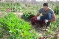 Man engaged in growing vegetables in kitchen garden Royalty Free Stock Photo