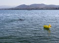 The man is engaged in scuba diving and hunting on Liani Ammos beach in Halkida, Greece on a Sunny summer day the island of Evia Royalty Free Stock Photo