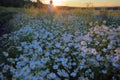 Man enjoying Spring sunset on field. The Urals landscape