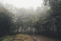 Man entering haunted forest